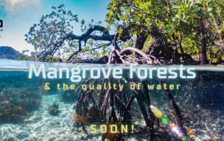 mangrove lasy