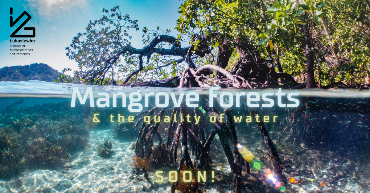 mangrove forests