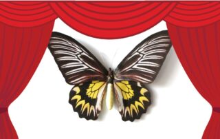 Motyl Magellana