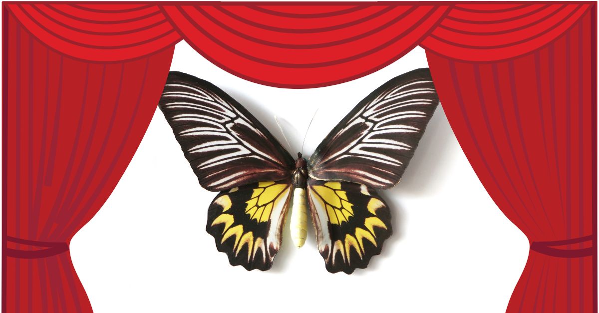 Motyl Magellana